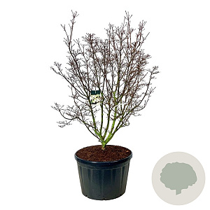 Cornus k. 'Schmetterling' 175-200 cm cont. 230L solitair