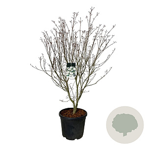 Cornus k. 'Teutonia' 150-175 cm cont. 55L extra