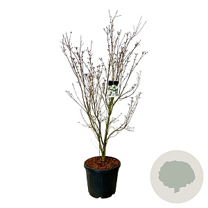 Cornus k. 'Teutonia' 170-200 cm cont. 55L extra