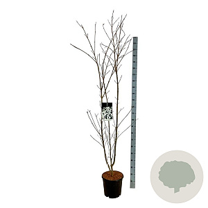 Cornus k. 'Weisse Fontaine' 150-175 cm 15L