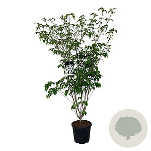 Cornus k. 'Weisse Fontaine' 150-175 cm 30L extra