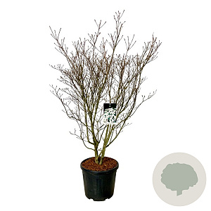 Cornus k. 'Weisse Fontaine' 150-175 cm cont. 55L extra