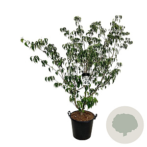 Cornus k. 'Weisse Fontaine' 150-175 cm cont. 55L extra