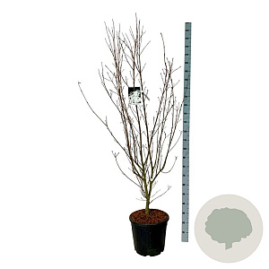 Cornus k. 'Weisse Fontaine' 175-200 cm 30L extra