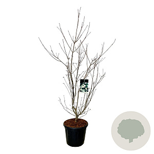 Cornus k. 'Wieting's Select' 125-150 cm 30L extra