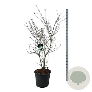 Cornus k. 'Wieting's Select' 150-175 cm cont. 55L extra