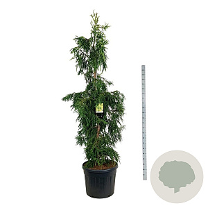 Cryptomeria j. 'Kyara Gold' 200-225 cm cont. 55L extra