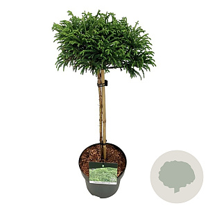 Cryptomeria j. 'Toad' 40 cm stam 4,5L