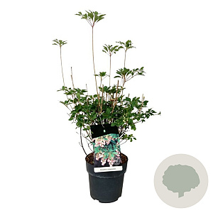 Enkianthus campanulatus 60-80 cm