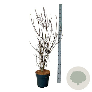 Enkianthus camp. 'Pagode' 100-125 cm 15L