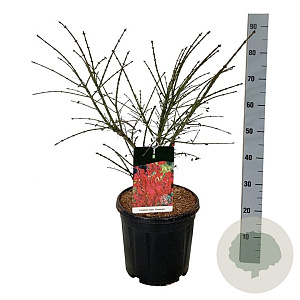 Euonymus alat. 'Compactus' 50-60 cm 15L