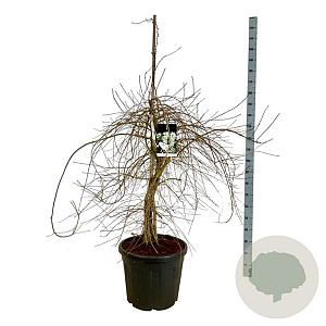 Exochorda 'The Bride' 170-200 cm cont. 55L extra