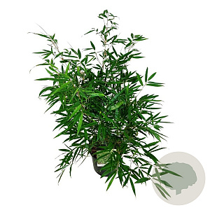 Fargesia robusta 'Pingwu' 60-80 cm 6L