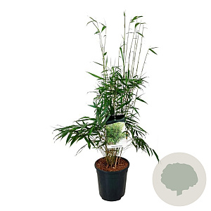 Fargesia robusta 'Pingwu' 80-100 cm 6L