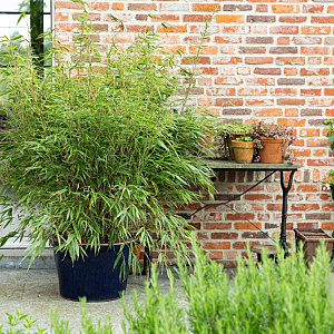 Fargesia robusta 'Wenchuan' 40-60 cm 6,5L