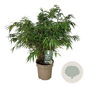 Fargesia robusta 'Wenchuan' 80-100 cm 14L