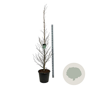 Fagus syl. 'Aspleniifolia' 200-225 cm cont. 55L extra