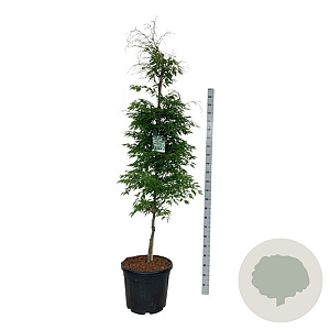 Fagus syl. 'Aspleniifolia' 200-225 cm cont. 55L extra