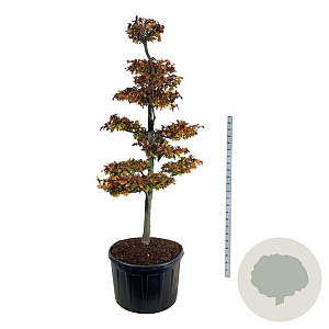 Fagus syl. 'Atropunicea' 225-250 cm cont. 285L bonsai