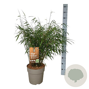 Fargesia scabrida 'Asian Wonder' 60-80 cm P27