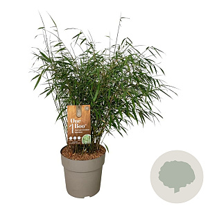 Fargesia scabrida 'Asian Wonder' 60-80 cm P27