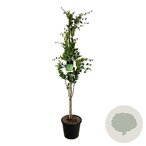 Fagus syl. 'Dawyck' 175-200 cm 30L extra