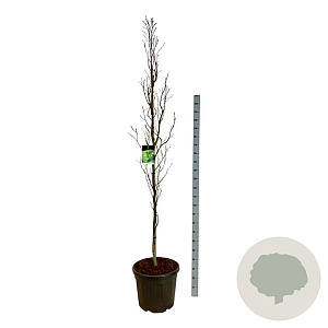 Fagus syl. 'Dawyck Gold' 225-250 cm cont. 55L extra