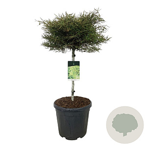 Fagus syl. 'Mercedes' 60 cm stam 30L