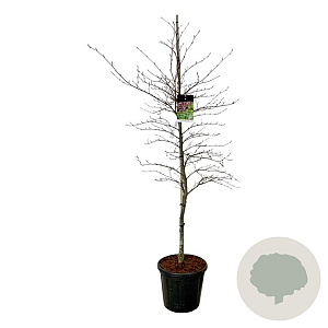Fagus syl. Midnight Feather 175-200 cm 30L extra