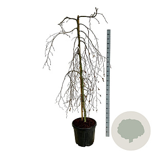 Fagus syl. 'Pendula' 170-200 cm cont. 55L extra