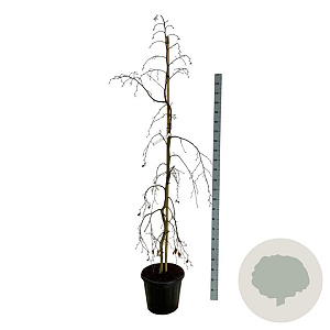 Fagus syl. 'Pendula' 175-200 cm 30L extra
