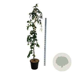 Fagus syl. 'Pendula' 175-200 cm 30L extra
