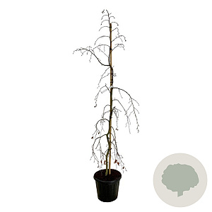 Fagus syl. 'Pendula' 175-200 cm 30L extra