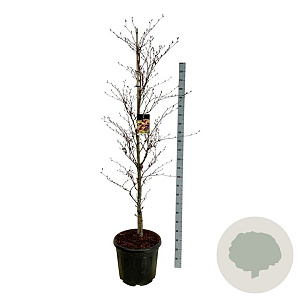 Fagus syl. 'Rohanii' 200-225 cm cont. 55L extra