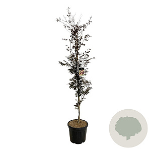 Fagus syl. 'Rohanii' 200-225 cm cont. 55L extra