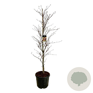 Fagus syl. 'Rohanii' 200-225 cm cont. 55L extra