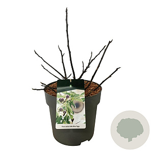 Ficus car. Little Miss Figgy 40-50 cm 15L