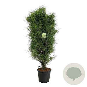 Frangula alnus Fine Line 170-200 cm cont. 55L extra