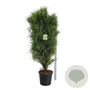 Frangula alnus Fine Line 170-200 cm cont. 55L extra