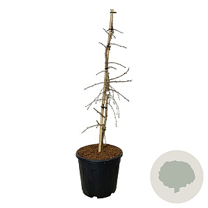 Ginkgo biloba 'China Pendula' 100-125 cm 30L extra