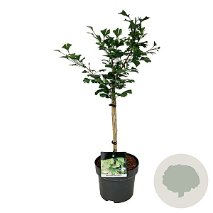 Ginkgo bil. Little Emperor 40 cm stam 5,0L