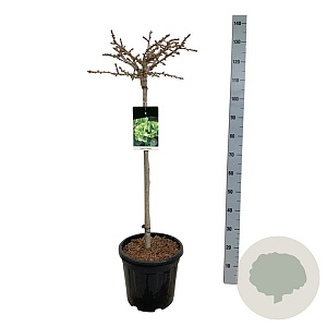 Ginkgo bil. 'Mariken' 80 cm stam 15L
