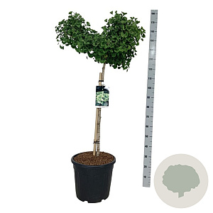 Ginkgo bil. 'Mariken' 90 cm stam 30L