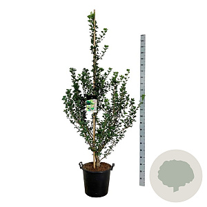 Ginkgo bil. 'Menhir' 175-200 cm 30L extra