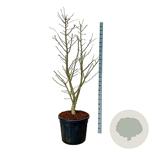 Ginkgo bil. 'Millstone' 175-200 cm cont. 90L extra