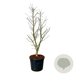 Ginkgo bil. 'Millstone' 175-200 cm cont. 90L extra