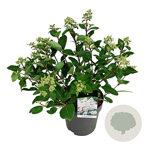 Hydrangea pan. Early Harry 50-60 cm 15L