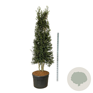 Ilex aquipernyi Dragon Lady 250-300 cm cont. 180L stam piramide