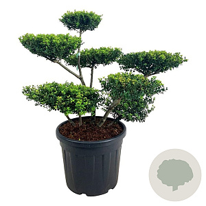 Ilex crenata 'Green Hedge' 80-100 cm cont. 55L bonsai
