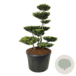 Ilex crenata 'Green Lustre' 125-150 cm cont. 230L bonsai